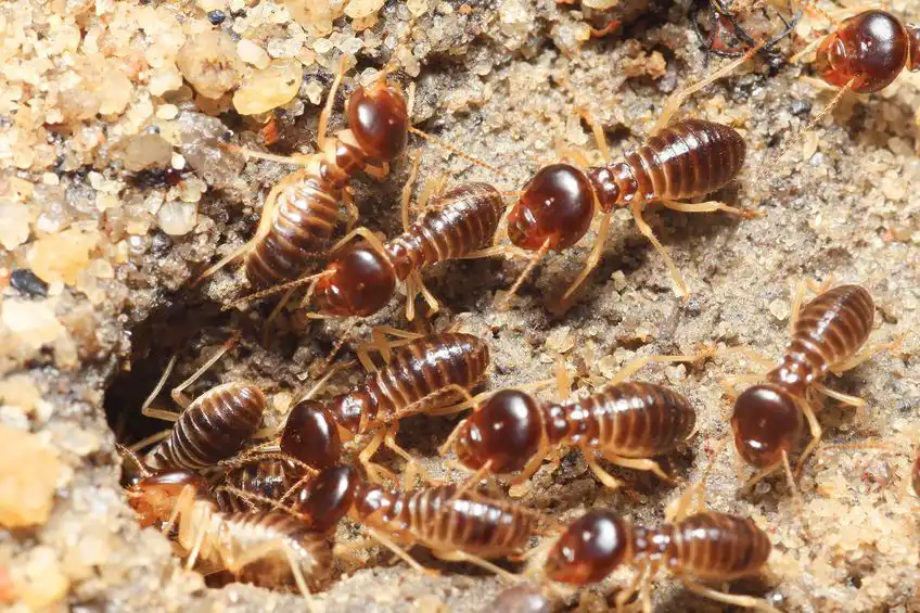 Building and Termite Reports Victoria